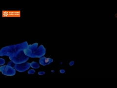 Verbeter museale tentoonstellingen en evenementen met meeslepende ervaringen 360 graden meeslepende grotprojectie